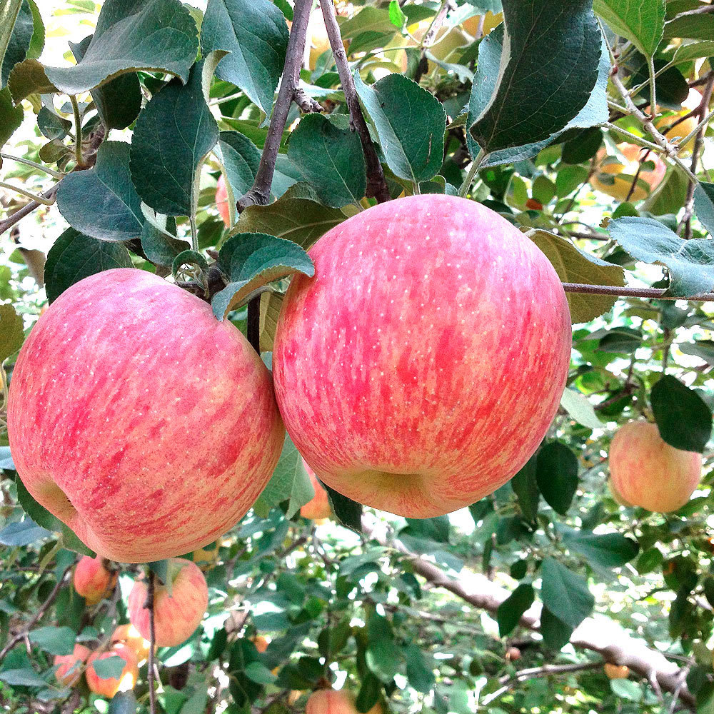 台湾地区版苹果(台湾版iphone)-第9张图片-有道翻译官网 台湾地区版苹果(台湾版iphone)-第9张图片-有道翻译官网