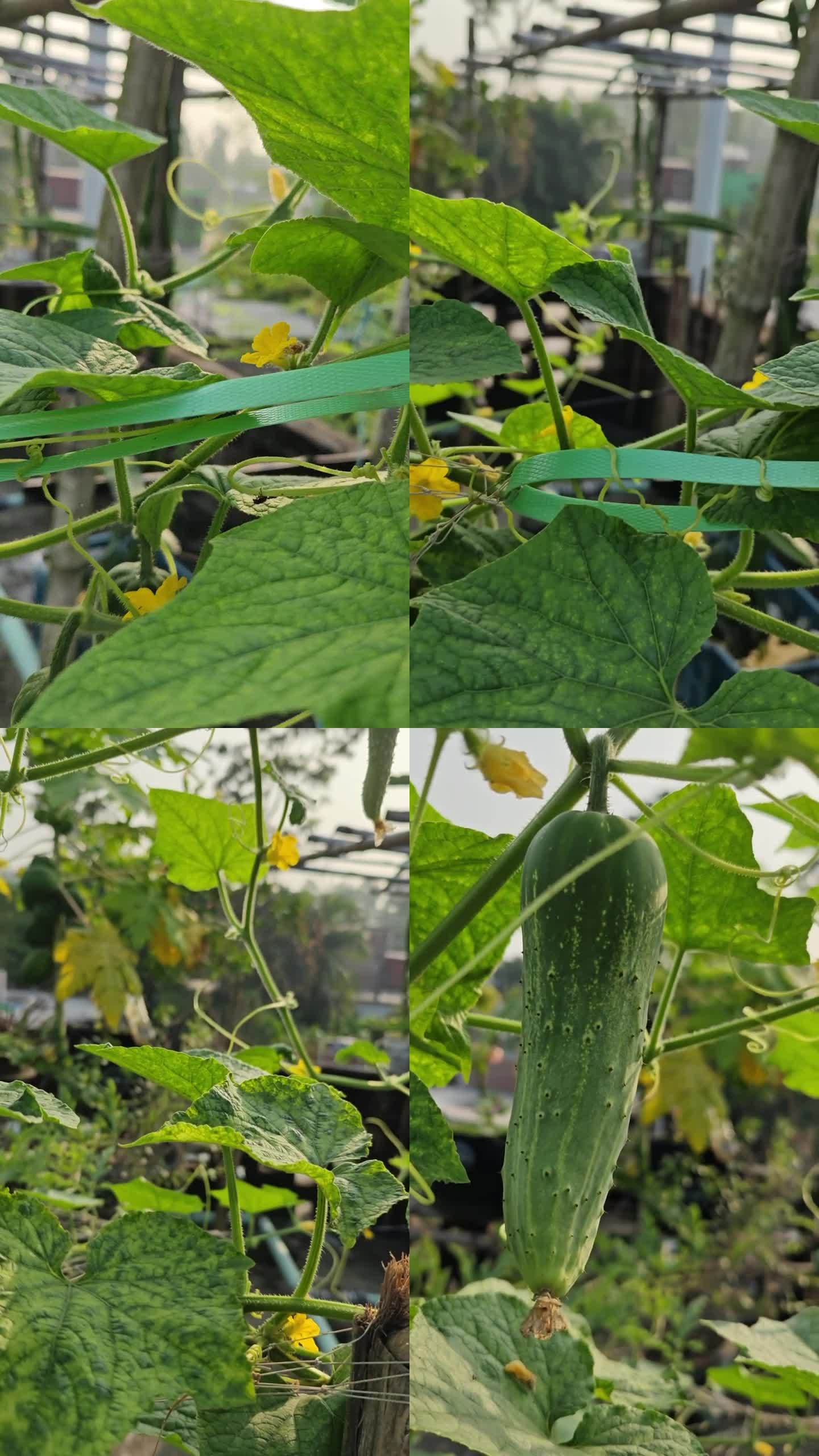 青瓜视频下载苹果版(青瓜视频下载苹果版官网)-第2张图片-有道翻译官网 青瓜视频下载苹果版(青瓜视频下载苹果版官网)-第2张图片-有道翻译官网