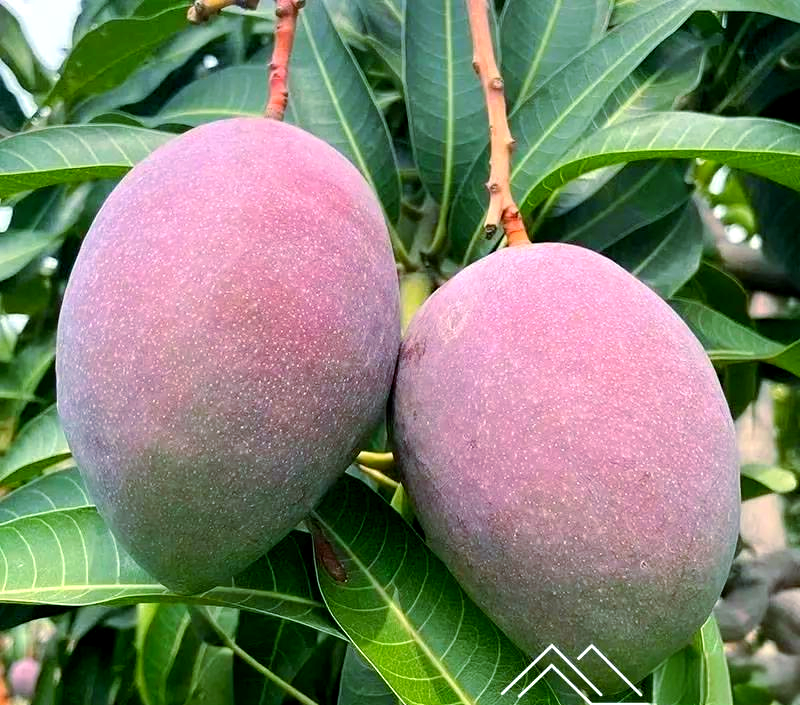 芒果国际版苹果(芒果tv国际版下载安装)-第14张图片-有道翻译官网